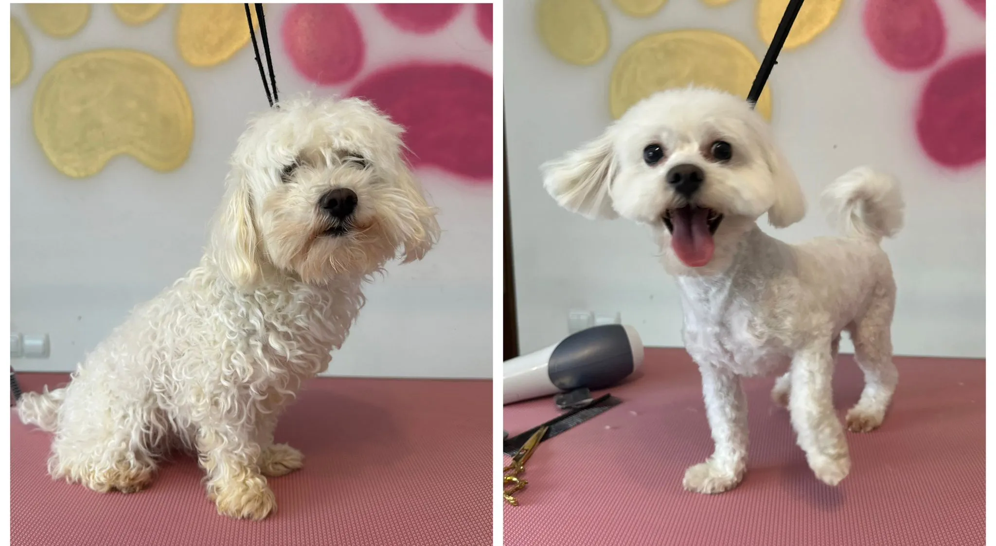 Transformare Bichon Frise