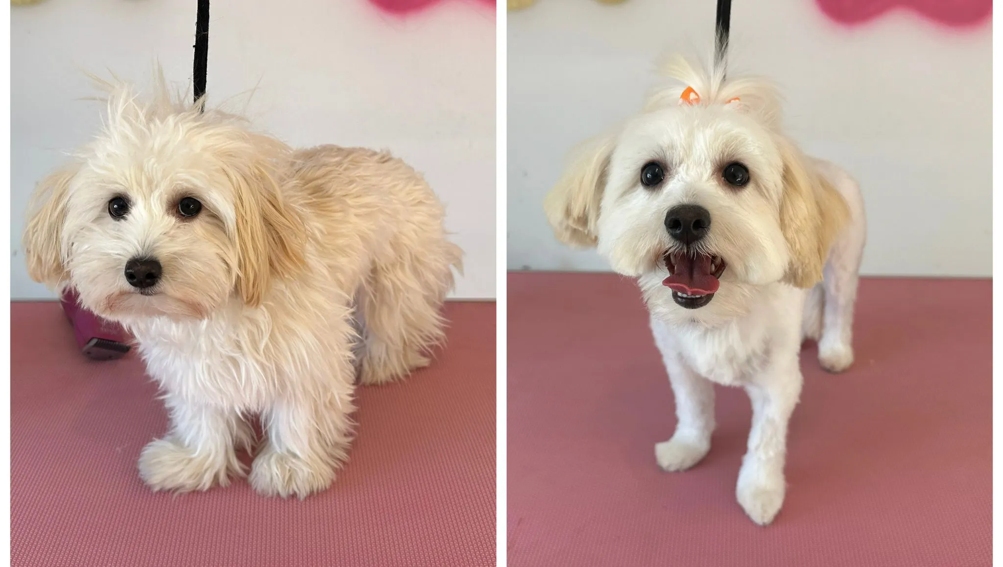 Transformare Bichon Maltez