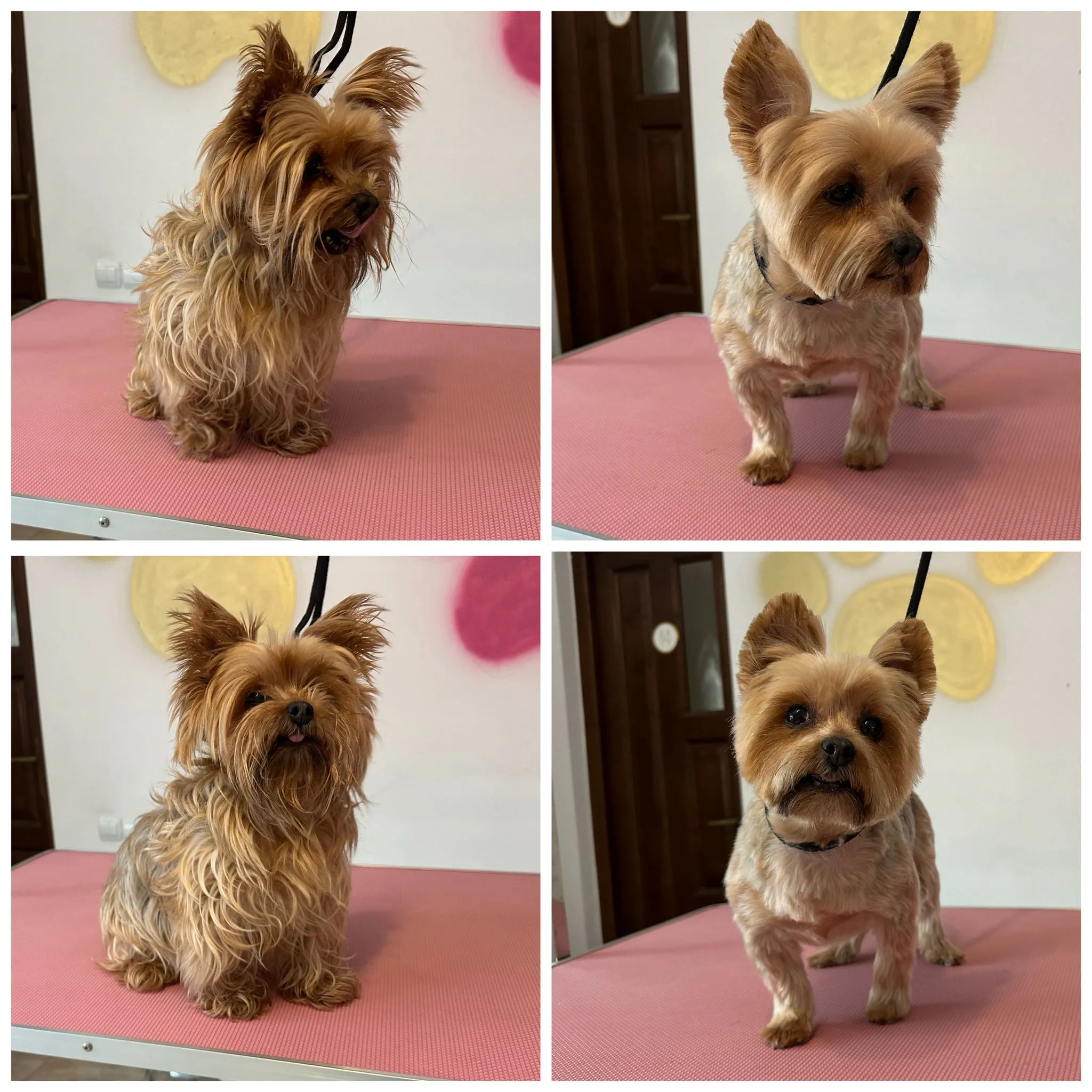 Transformare Yorkshire Terrier